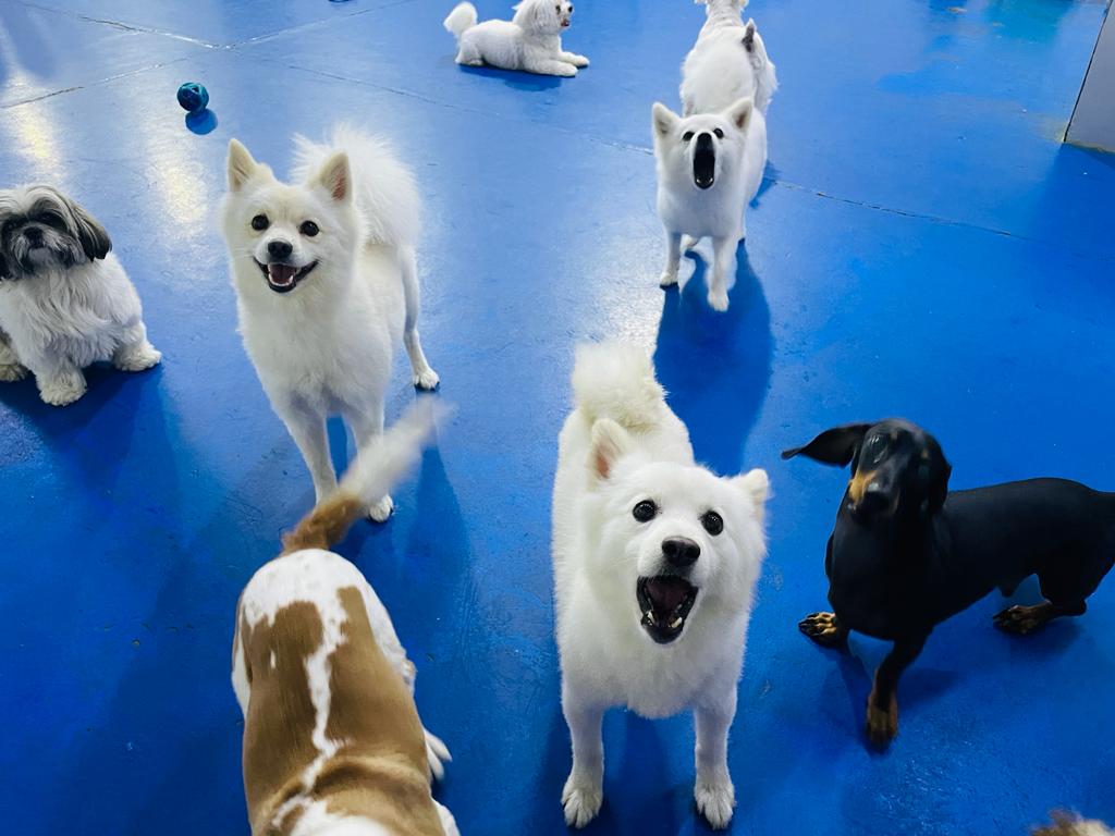 My Buddy Pet Care Best pet care in Dubai